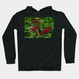 Swallowtail Butterfly Courtship Hoodie